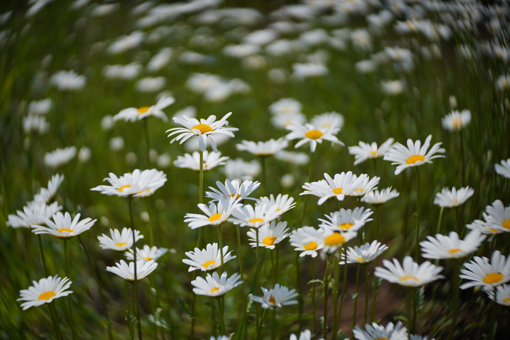 LENSBABY Twist60