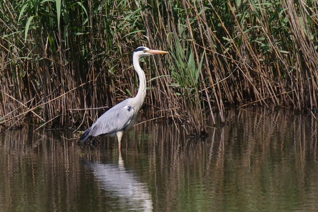 サギのコロニ-の様子