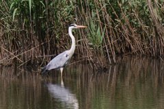 サギのコロニ-の様子