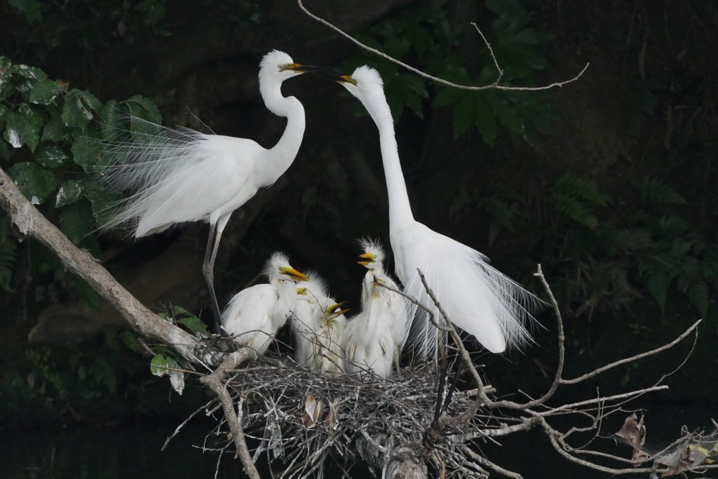 サギのコロニ-の様子