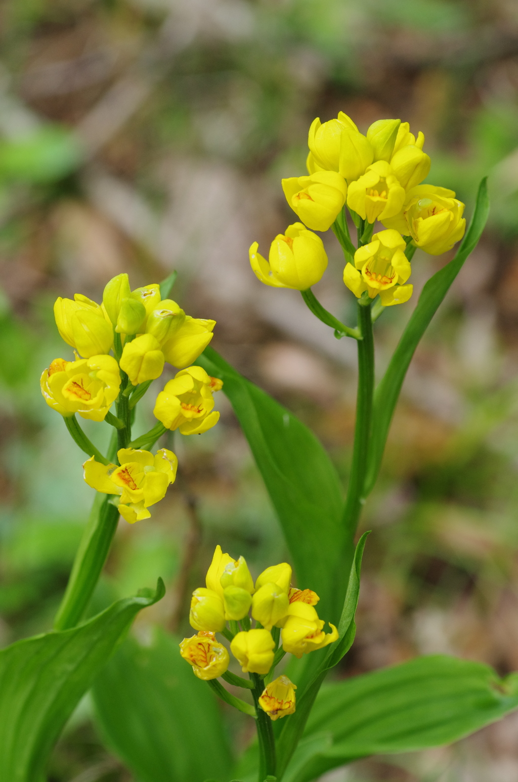 タムロン90ｍｍマクロ