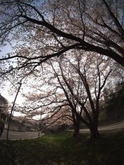 家の近くの桜並木