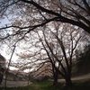 家の近くの桜並木