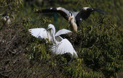 サギのコロニーの様子