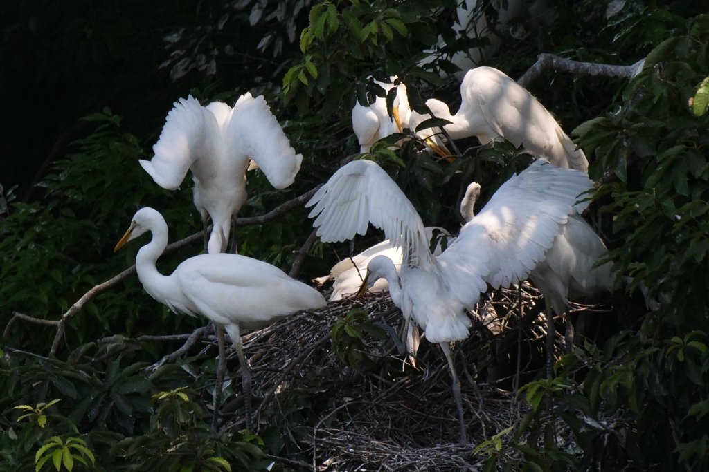 サギのコロニ-の様子