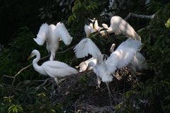 サギのコロニ-の様子