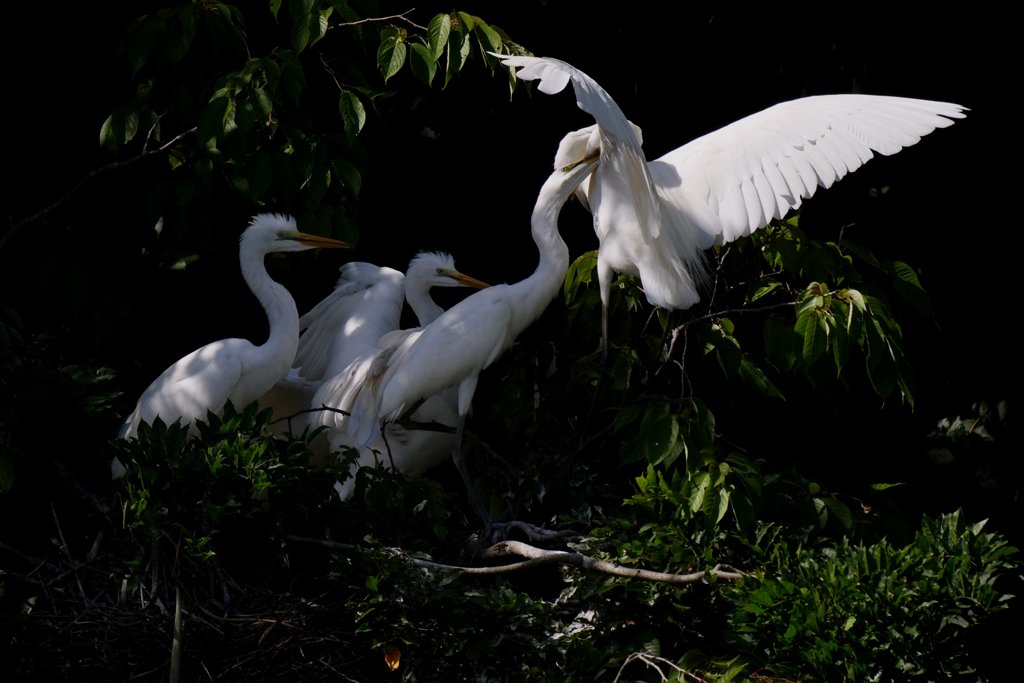 サギのコロニ-の様子