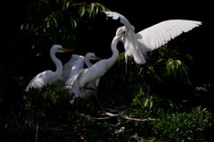 サギのコロニ-の様子