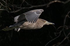 ホシゴイ（ゴイサギの幼鳥）