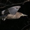 ホシゴイ（ゴイサギの幼鳥）