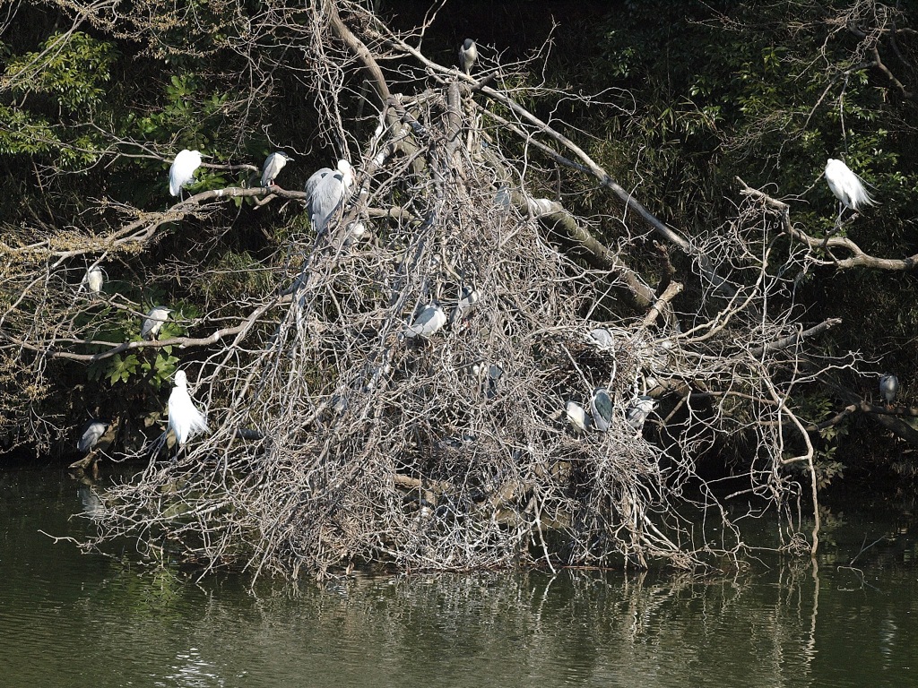 コロニ－の様子