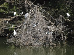 コロニ－の様子