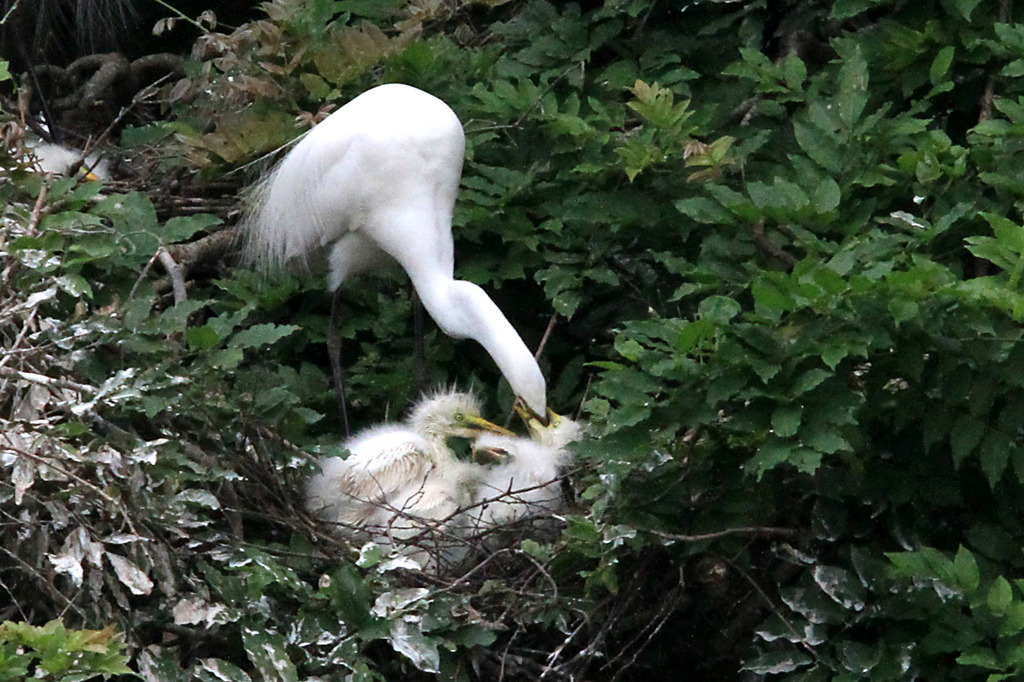 コロニーの様子