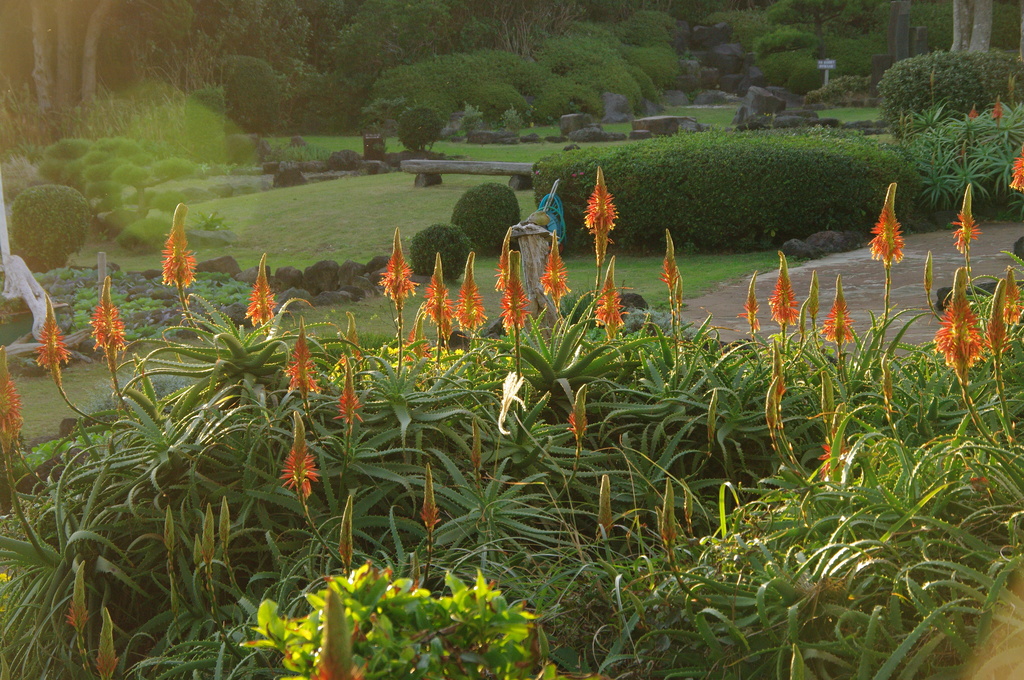 南伊豆にてアロエ