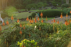 南伊豆にてアロエ