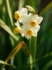 G.Zuiko  F1.4