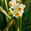 G.Zuiko  F1.4