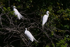 サギのコロニ-の様子