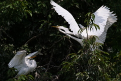 サギのコロニ-の様子