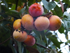 EL-NIKKOR 50mm　試写