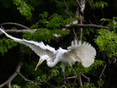 サギのコロニ-の様子