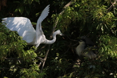 サギのコロニ-の様子
