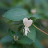 Lensbaby sweet 50