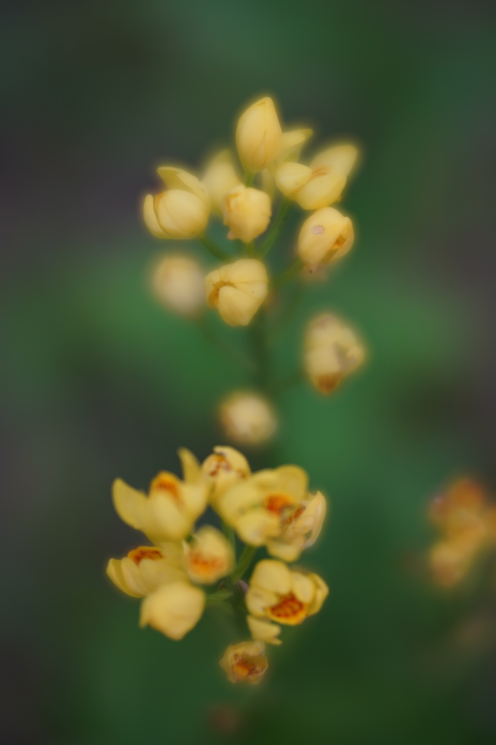 LENSBABY ベルベット56