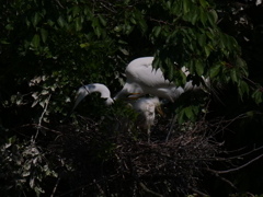 サギのコロニ-の様子