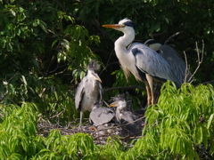 サギのコロニ-の様子