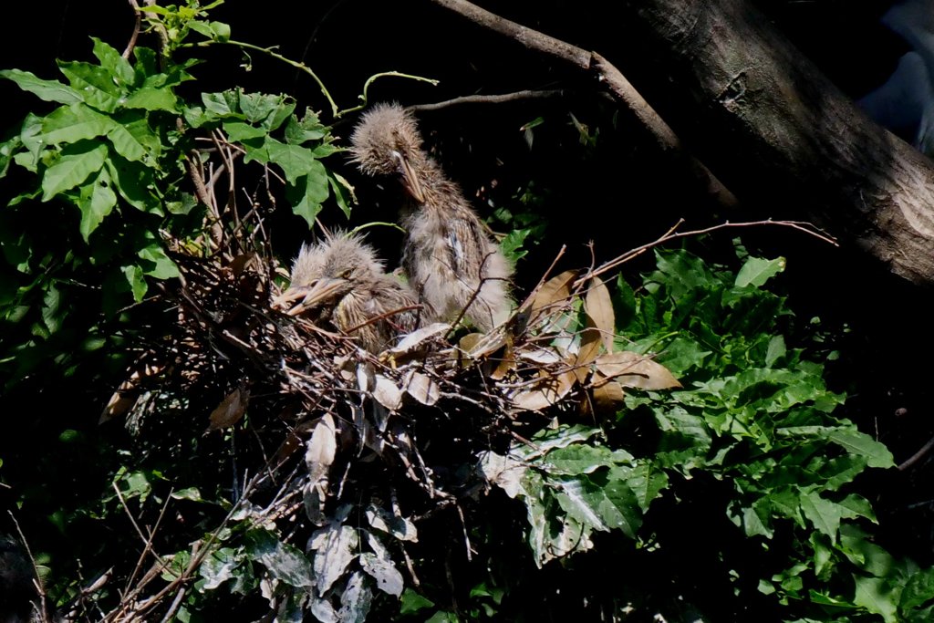 サギのコロニ-の様子