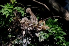 サギのコロニ-の様子