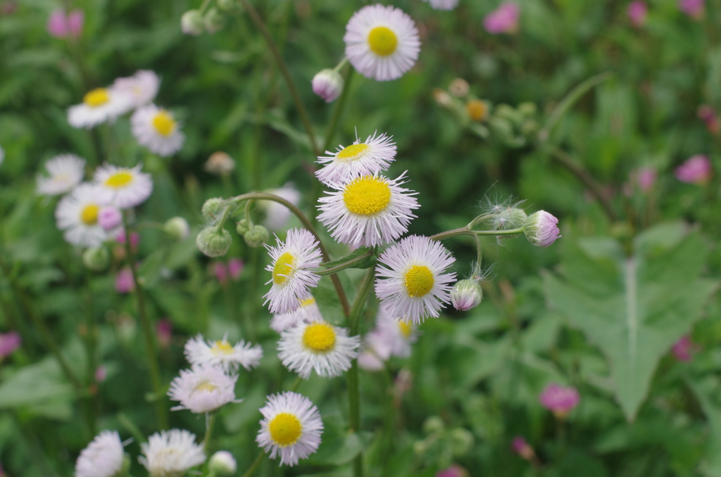PENTAX-M 50mm F1.4