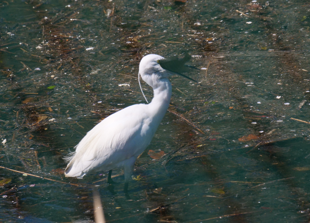サギのコロニ-の様子