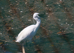 サギのコロニ-の様子