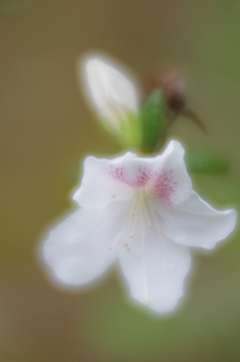 LENSBABY  Velvet56 F1.6