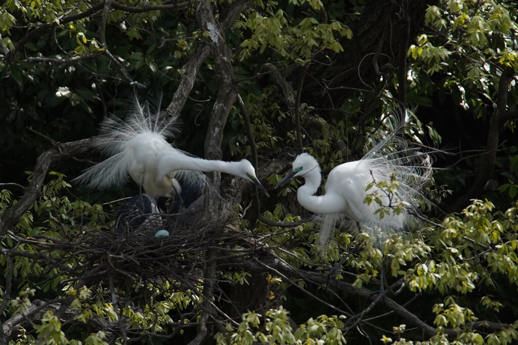 サギのコロニ-の様子