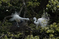 サギのコロニ-の様子