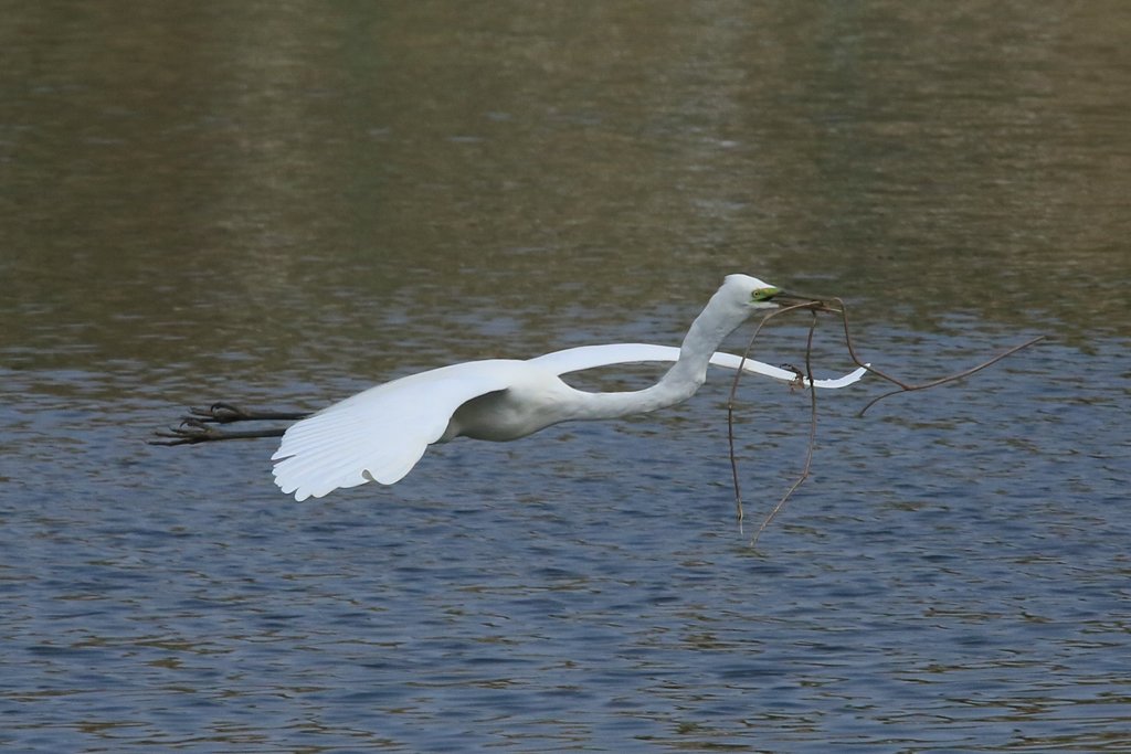 サギのコロニ-の様子