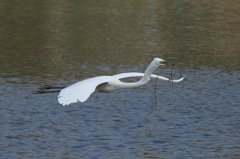 サギのコロニ-の様子