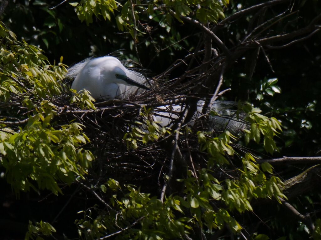 サギのコロニ-の様子