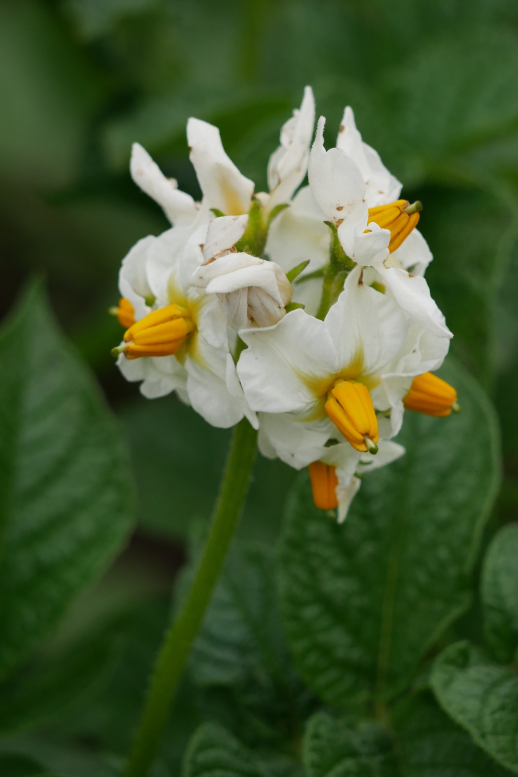 ジャガイモの花