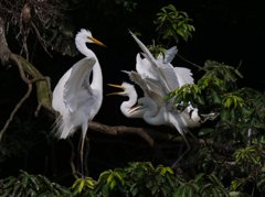 サギのコロニ-の様子