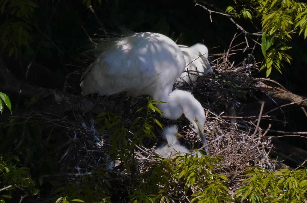 サギのコロニ-の様子