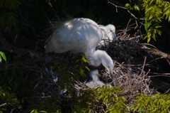 サギのコロニ-の様子