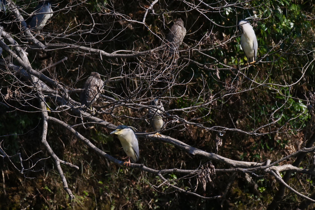サギのコロニ-の様子