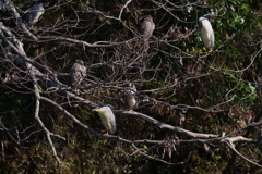 サギのコロニ-の様子