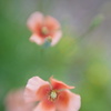 Lensbaby ダブルグラス