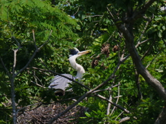 サギのコロニ-の様子
