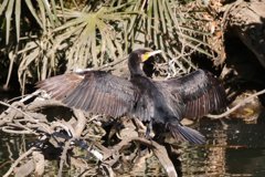 サギのコロニ-の様子